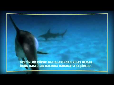 Video: Delfinlər Balalarını Necə Cəzalandırırlar