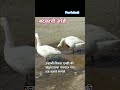 #birds #ducks#birdwatching #Indian village#winter season#new