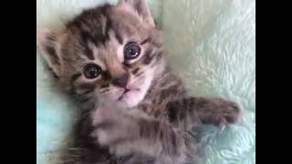 9GAG Cute Kitty crossing arms in front of chest Wakanda forever