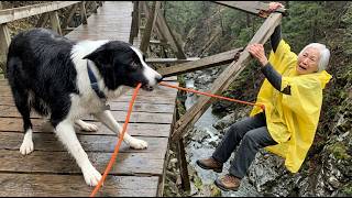 Nobody Stopped. Nobody Helped. Then This Border Collie Did Something Nobody Can Explain