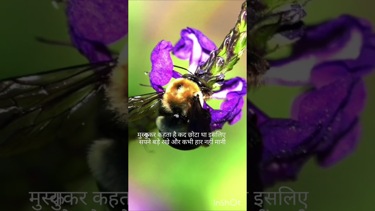 Short King Energy Wins! 💪 