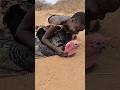 Why do indigenous people hunt this bird on sight? #shortvideo
