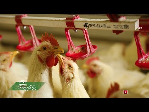 #უკეთრომაკეთო  ქათმის კვება - რეკომენდაციები