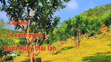 Vườn bưởi ruby được ghép cải tạo 1 năm tuổi, không chăm sóc nhưng vẫn đẹp như trong tranh