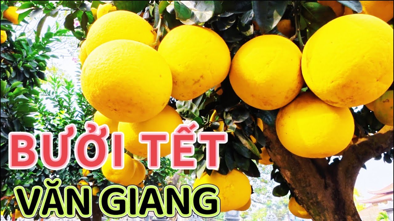 Bưởi Tết 2026 - VĂN GIANG HƯNG YÊN -Đẹp Ngỡ Ngàng 