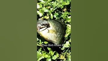 Sau cơn mưa rắn nước cố nuốt con cá quá lớn #shortvideo #thưgiãn