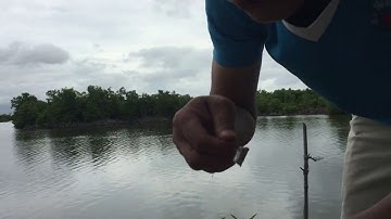 Câu cá khám phá đảo Long Sơn - Vũng Tàu. (CR: Chia sẻ khám phá Việt)