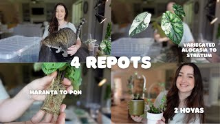 Cute little Repots \& a Prop ✂️🪴 Alocasia, Maranta and a Couple Hoya 🌸