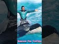 ララとキレッキレ「ベリーブロー」 #Shorts #鴨川シーワールド #シャチ #kamogawaseaworld #orca #killerwhale