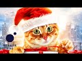 Різдво кота Боба - офіційний трейлер (український)
