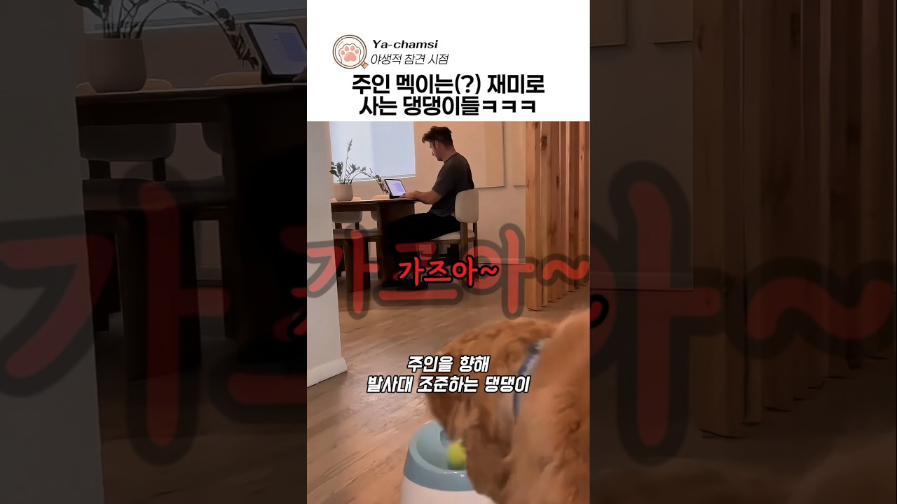주인 멕이는(?) 재미로 사는 댕댕이들ㅋㅋㅋ