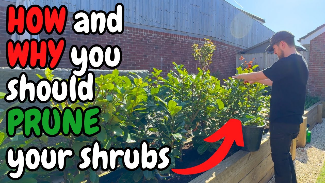 HOW and WHY you should PRUNE your SHRUBS this SPRING - YouTube