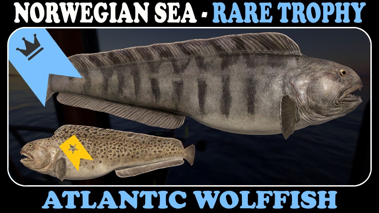 NORWEGIAN SEA - Atlantic Wolffish - Rare Trophy - Russian Fishing 4 - RF4