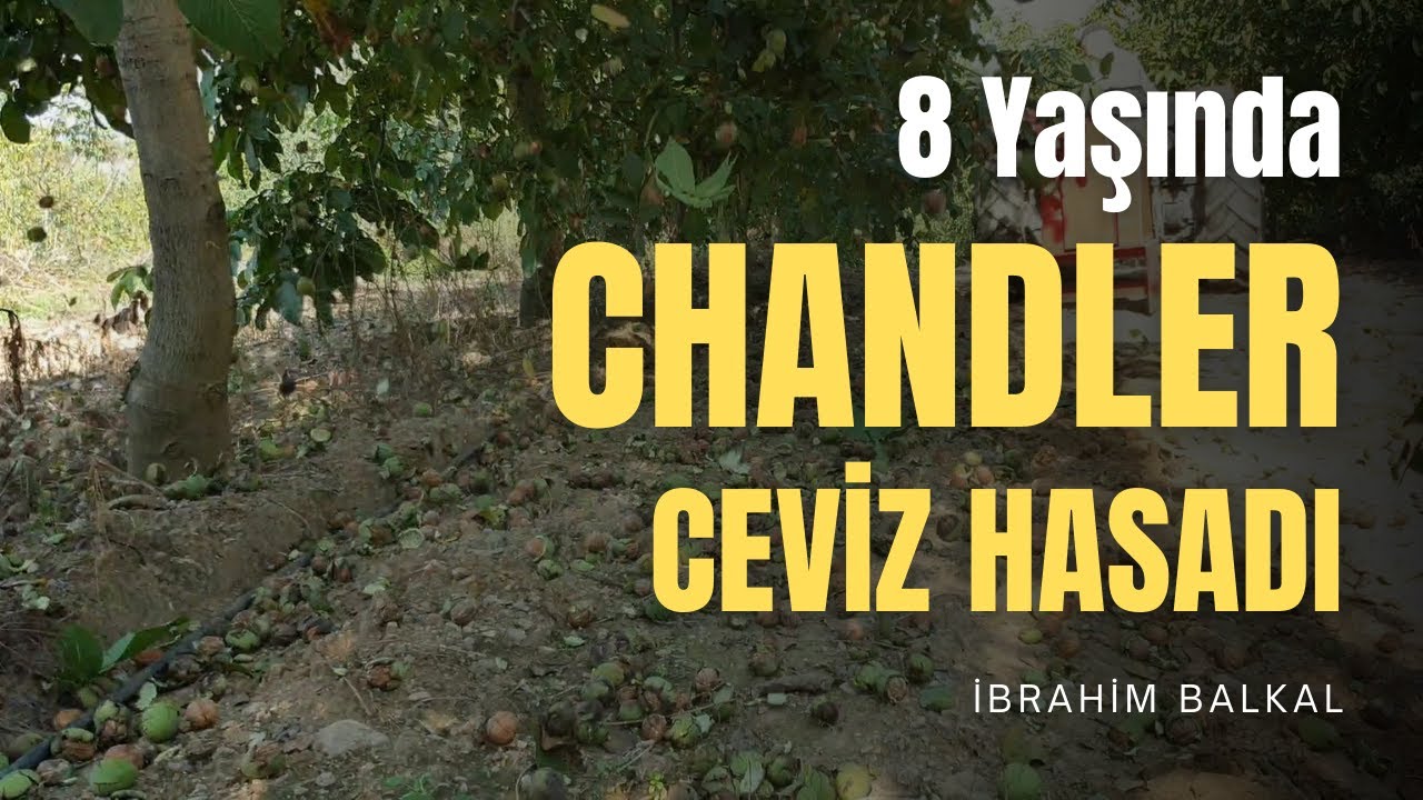 8 Yaşında Chandler Ceviz Hasadı 2021