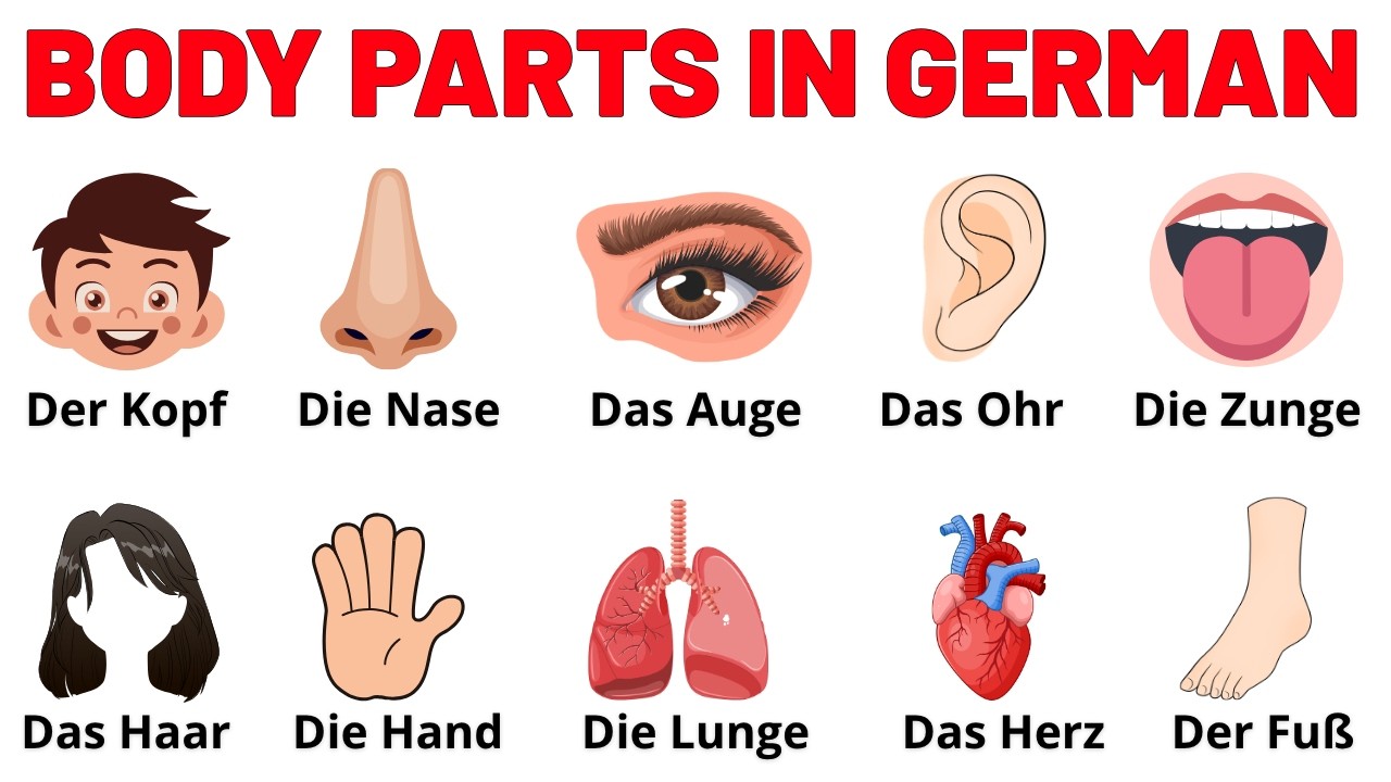 German body parts vocabulary body parts in german learn body parts