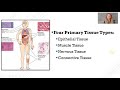 Histology and Tissue Types Quiz