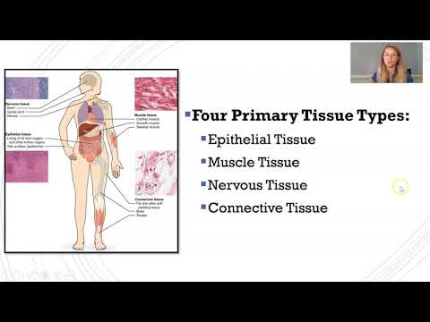 Introduction to Histology