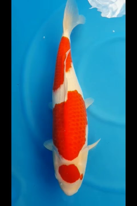 ID SFF30 - SFF Female Kohaku 60cm Simple Love Bloodline £2495
