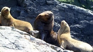 Choros Island, Humboldt Penguin National Reserve, Coquimbo Region, Chile, South America