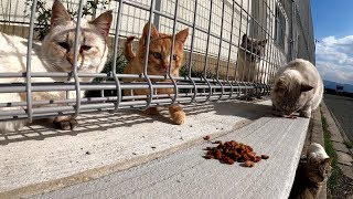 夢中でカリカリを食べる猫の軍団