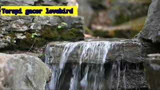 Terapi air lovebird membuat ngacor dalam sekejap