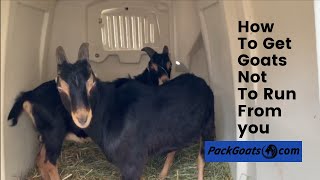 How To Get Goats Not To Run From you