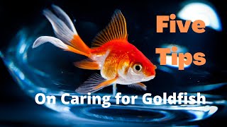 Are Goldfish Easy To Take Care Of？- 5 tips on caring for Goldfish