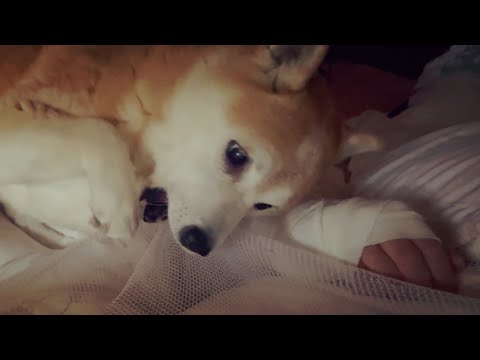パパの休養日 A Rest Day with Papa
