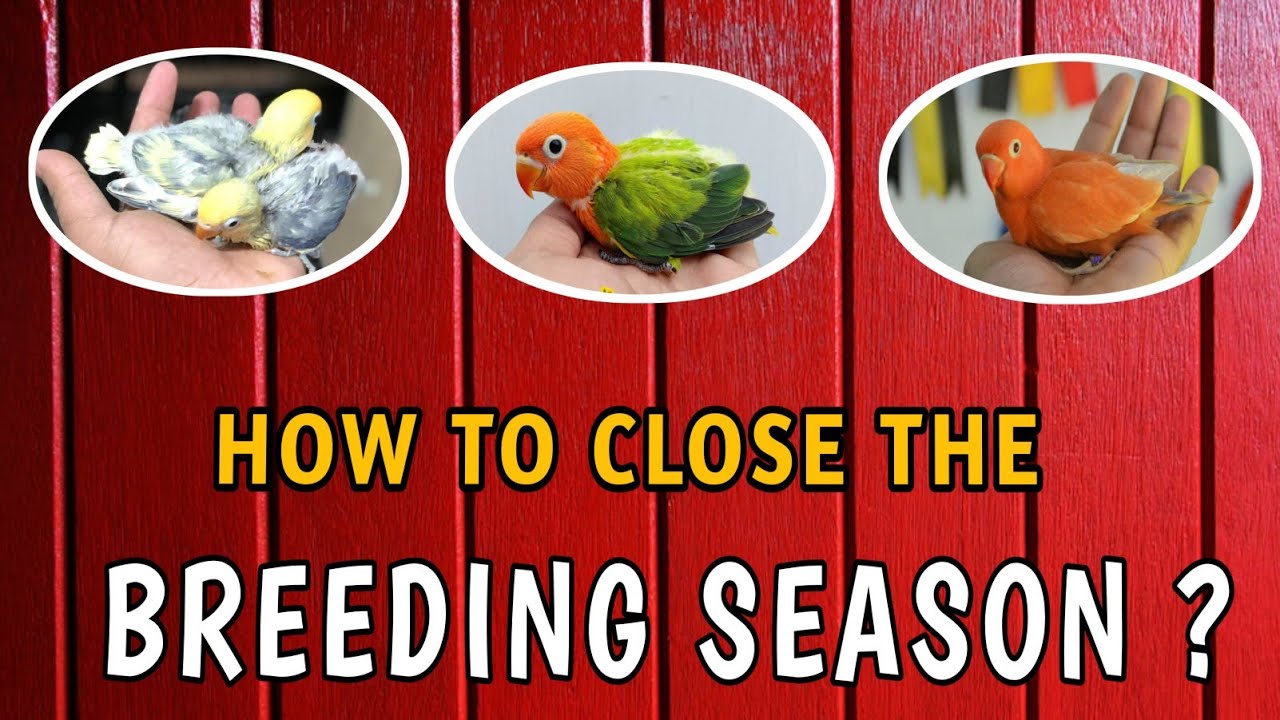 How To Close The Breeding Season    