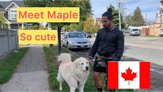 Download Lagu Maple/Inda’s Channel#cutedog#nicedog #viral MP3