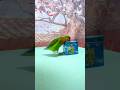 Bird Training:smart lovebird parrot l smart little cute parrot #training#smartparrot#cute