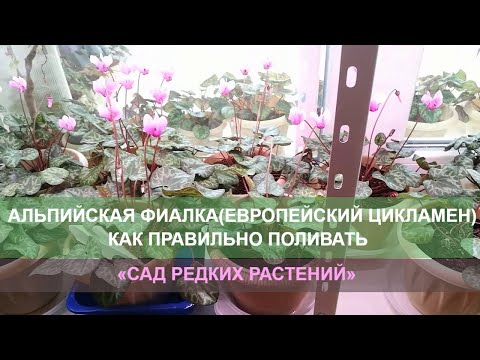 Полив, часть 1. Европейский цикламен, альпийская фиалка