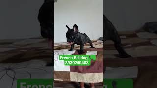 French Bulldog puppies for sale #frenchbulldog #kolkata #puppy #pets #delhi #ghaziabad #noida #dog