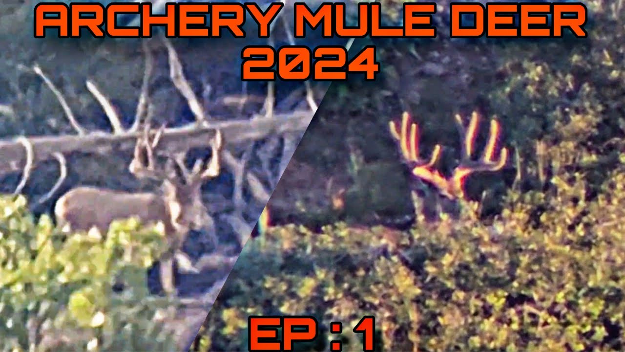 Archery Mule Deer 2024 EP 1 UTAH MULE DEER ARCHERY DEER HUNTING YouTube archery-mule-deer-2024-ep-1-utah-mule-deer-archery-deer-hunting-youtube
