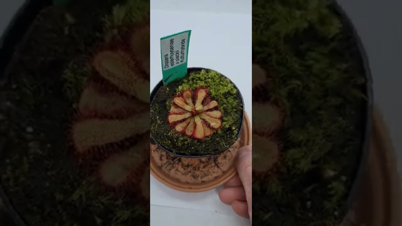 Drosera esterhuyseniae x slackii -an unusual sundew hybrid 