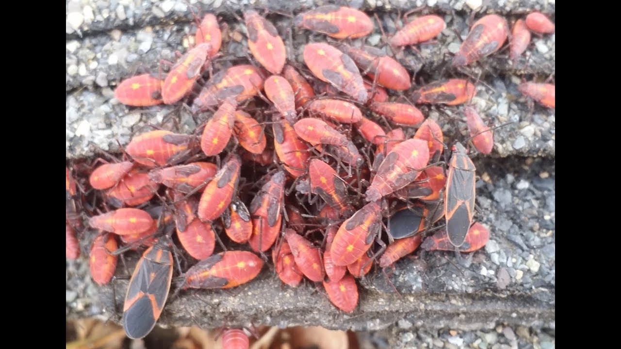 Number ONE Way to KILL maple bugs! YouTube