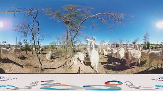 Paseo 360 por Guanaco Sombriana y Salina Grande, Santiago del Estero