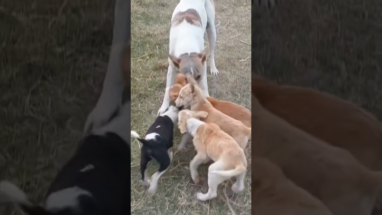 Furry Family Fun: Dog & Puppies!