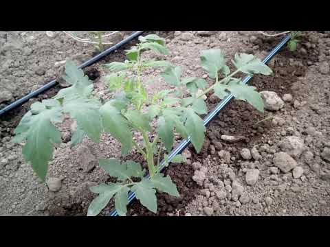 Video: Pomidorni Qanday Sug'orish Kerak