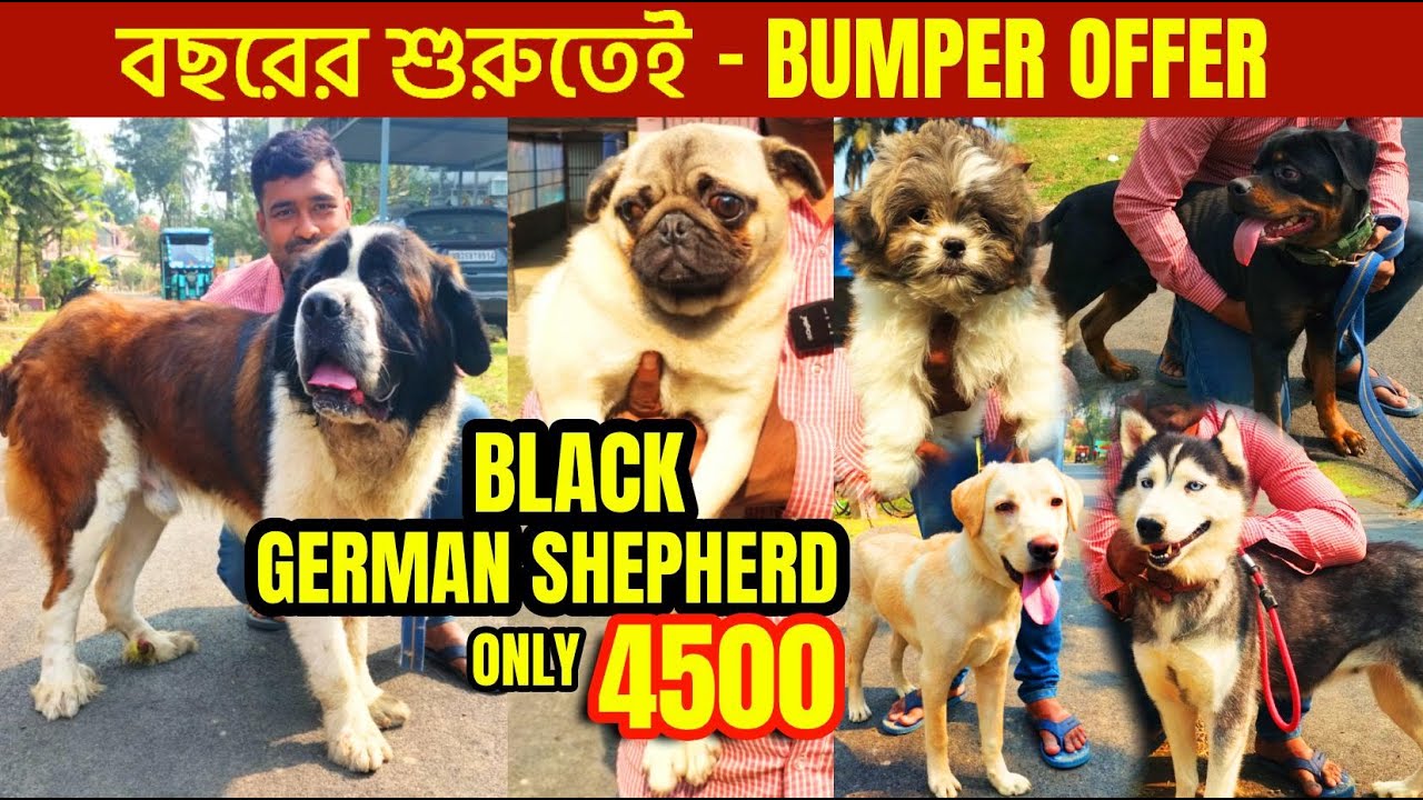 dog market in kolkata | pet market in kolkata | kolkata dog market | Dog Puppy Price Update