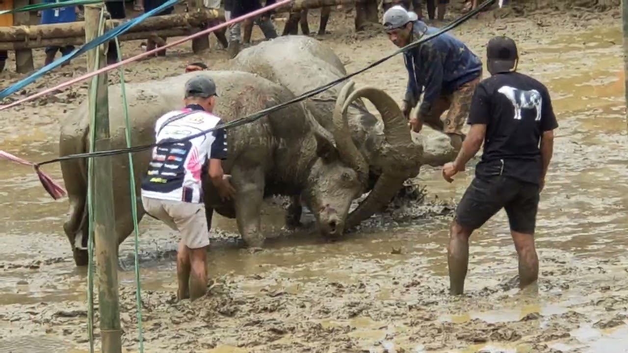 Garuda vs Kampa Rante