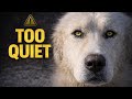 The Quiet Dog Predators Respect First