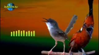 masteran Cililin untuk ciblek dan sejenisnya