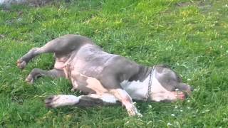 American stafford shire terrier