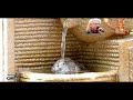 ناسری ڕەزازی ـ ناڵەی جودای و نازدار ـ هێمن