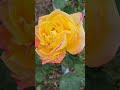비내린 다음날,토끼풀꽃이 예쁘네요,,