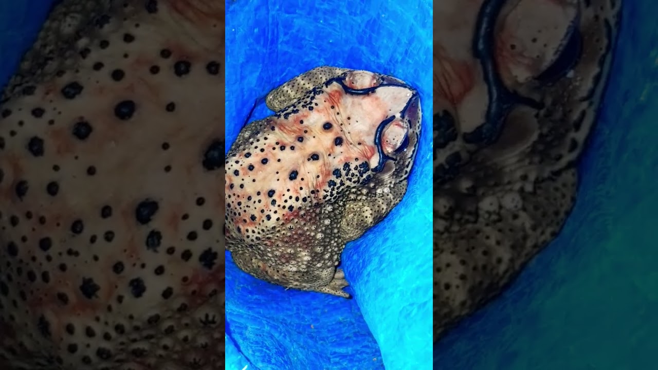 Duttaphrynus melanostictus (Asian common toad)