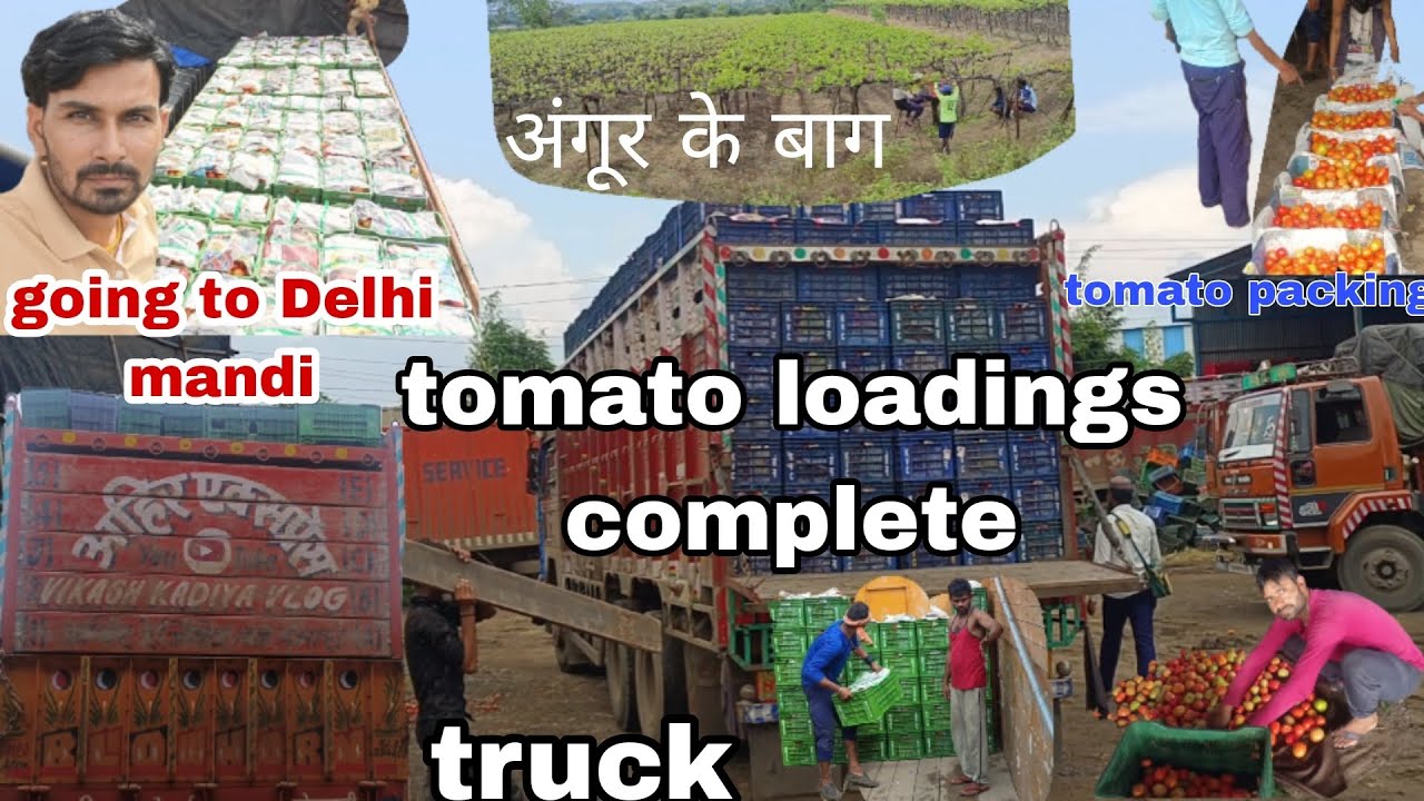 tomato 🍅 loadings complete // going to Delhi mandi // tomato 🍅 packing // अंगूर के बाग // truck
