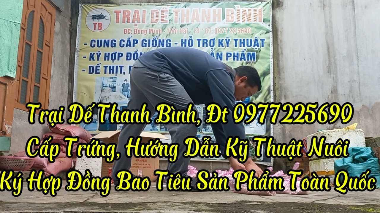 Tấp Nập Bà Con Các Tỉnh Ký Hợp Đồng Nuôi Dế- Giá Thu Mua 135000/1kg, Cao Nhất Toàn Quốc