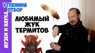 Новый термитный жук. Игорь Фадеев #Утреннийотбор